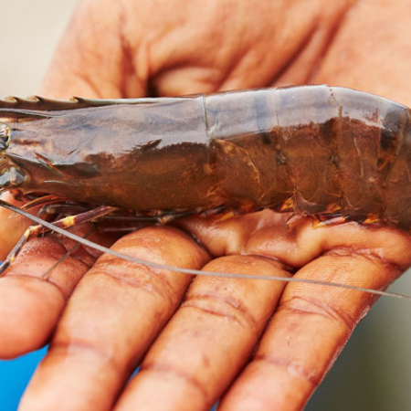 Buscan convertir residuos de camarones en bioproductos de alto valor